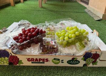 Egypt’s Fruit Exports: A Growing Contributor to Global Markets