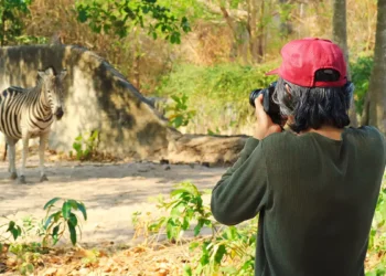 Compare Jim Corbett and Ranthambore for a 5-Day Wildlife Photography Trip in November on a ₹50K Budget: